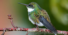 A hummingbird sits on a branch.