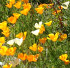 California poppies in my garden, spring, 2008