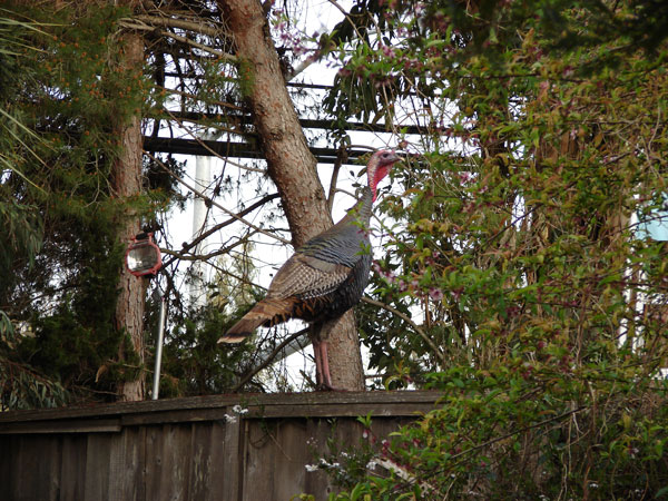 A (wild?) turkey on my back fence
