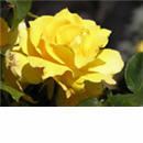 A yellow rose from my garden