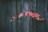 Red fall leaves coming through a grey redwood fence