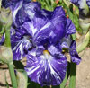Batik Irises from my garden, spring, 2008